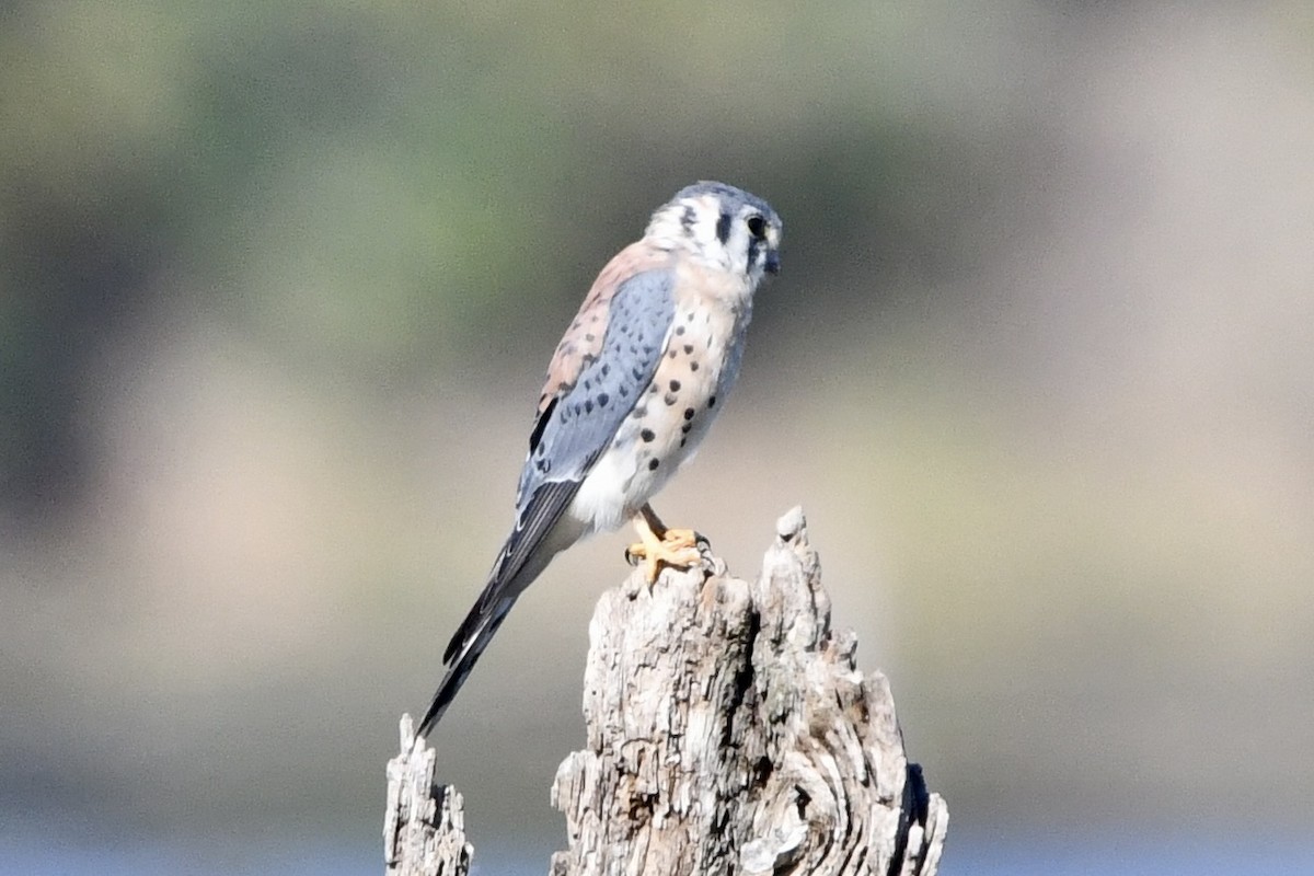 American Kestrel - ML643248328