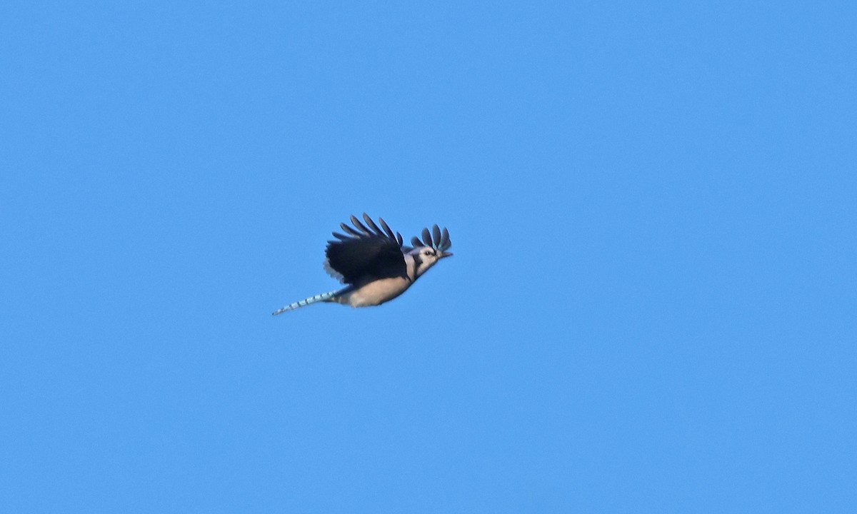 Blue Jay - ML643248330