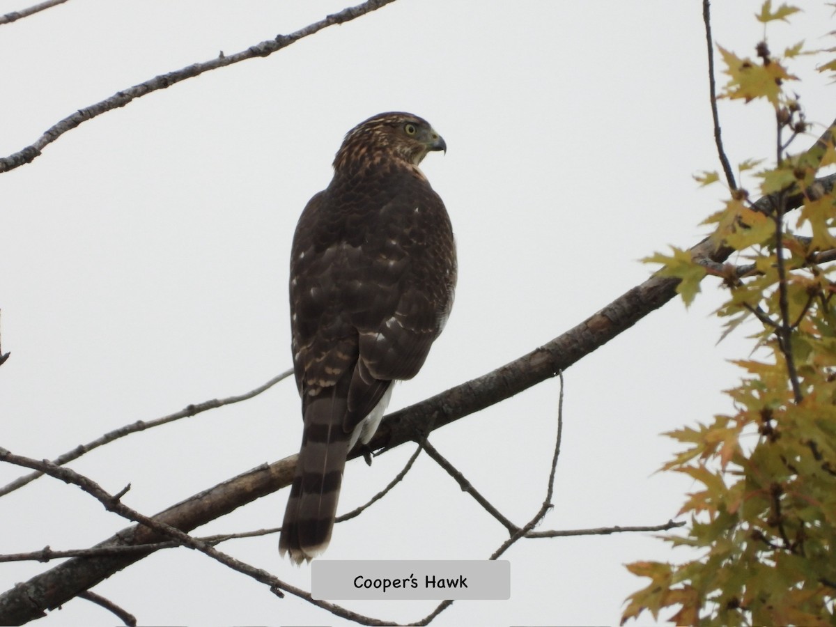Cooper's Hawk - ML643248337