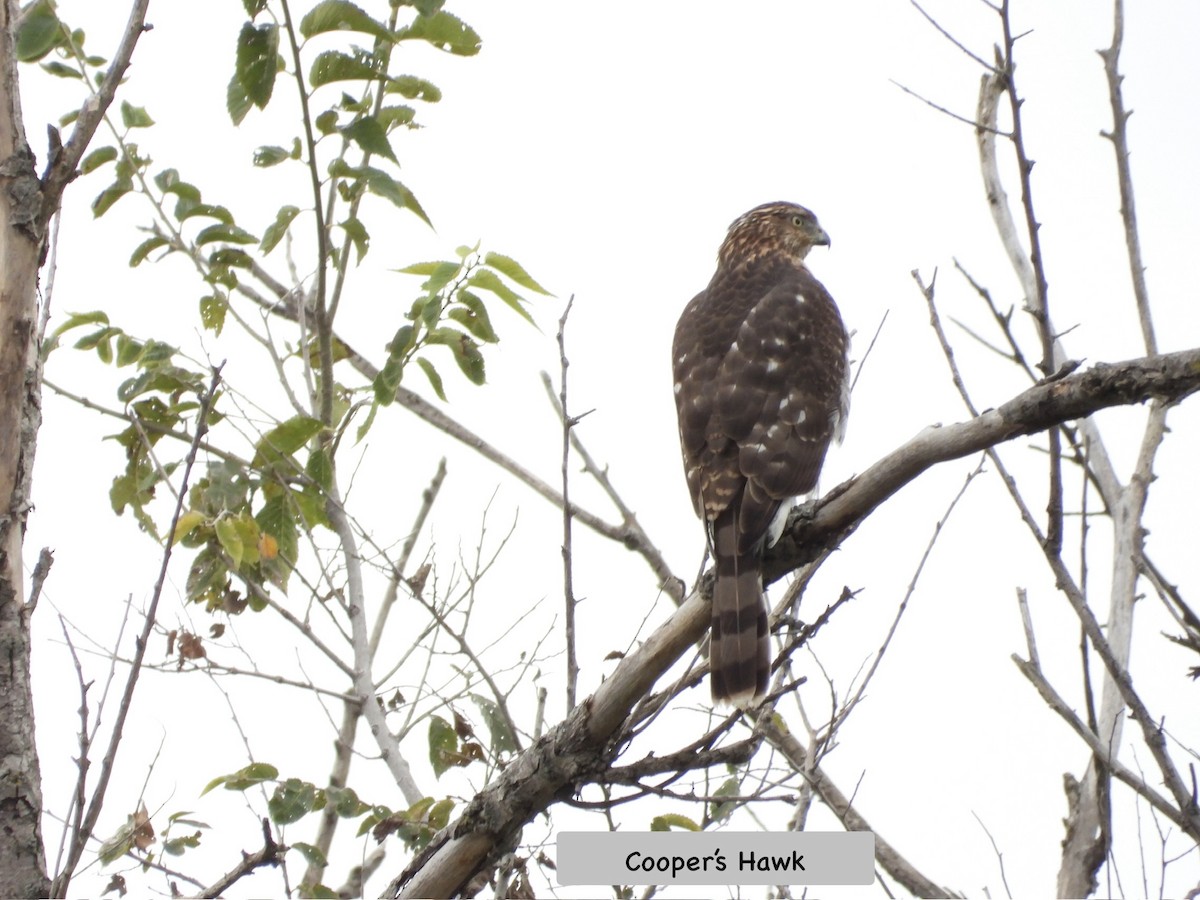 Cooper's Hawk - ML643248338