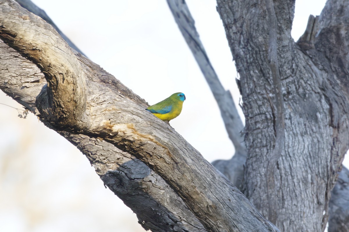 Turquoise Parrot - ML643248339