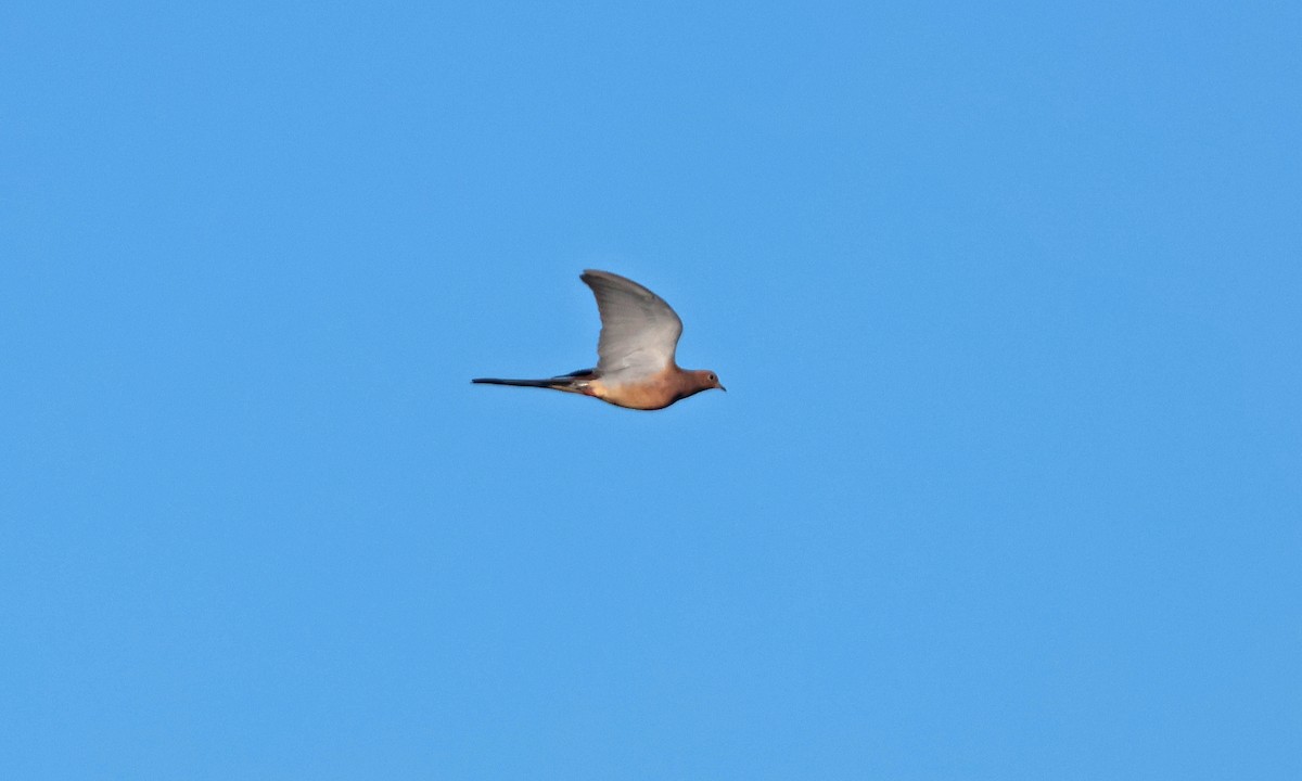 Mourning Dove - ML643248340