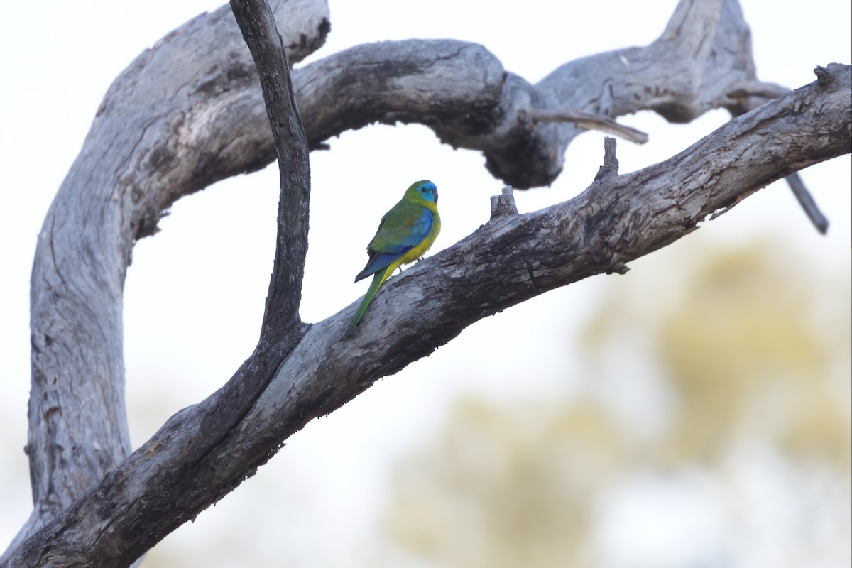 Turquoise Parrot - ML643248343