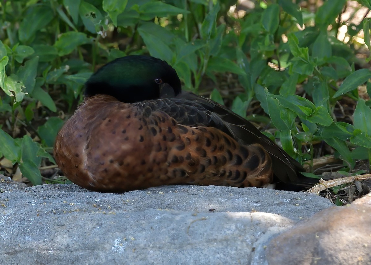 Chestnut Teal - ML643248344