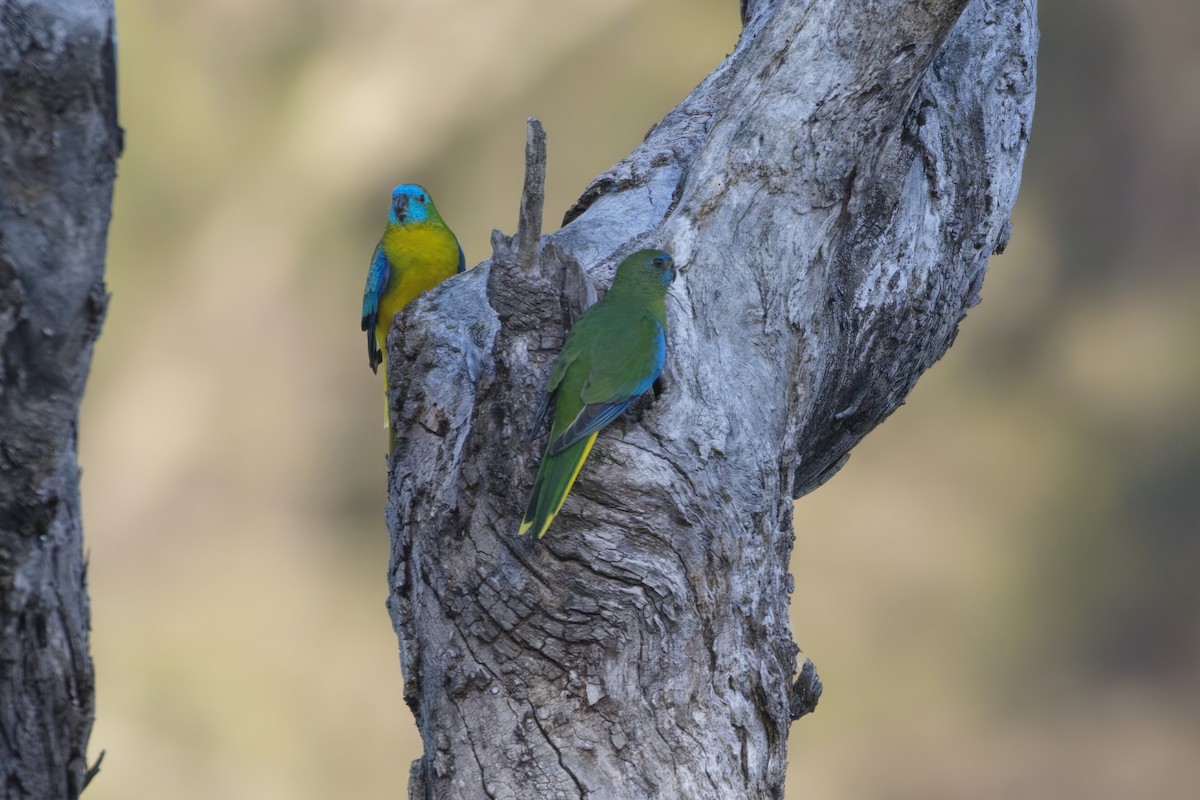 Turquoise Parrot - ML643248345