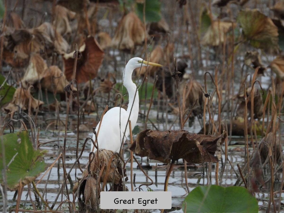 Great Egret - ML643248365