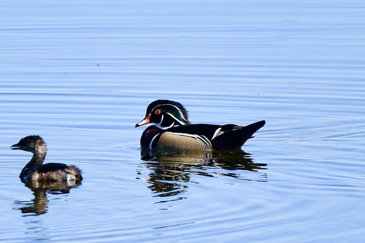 Wood Duck - ML643248367