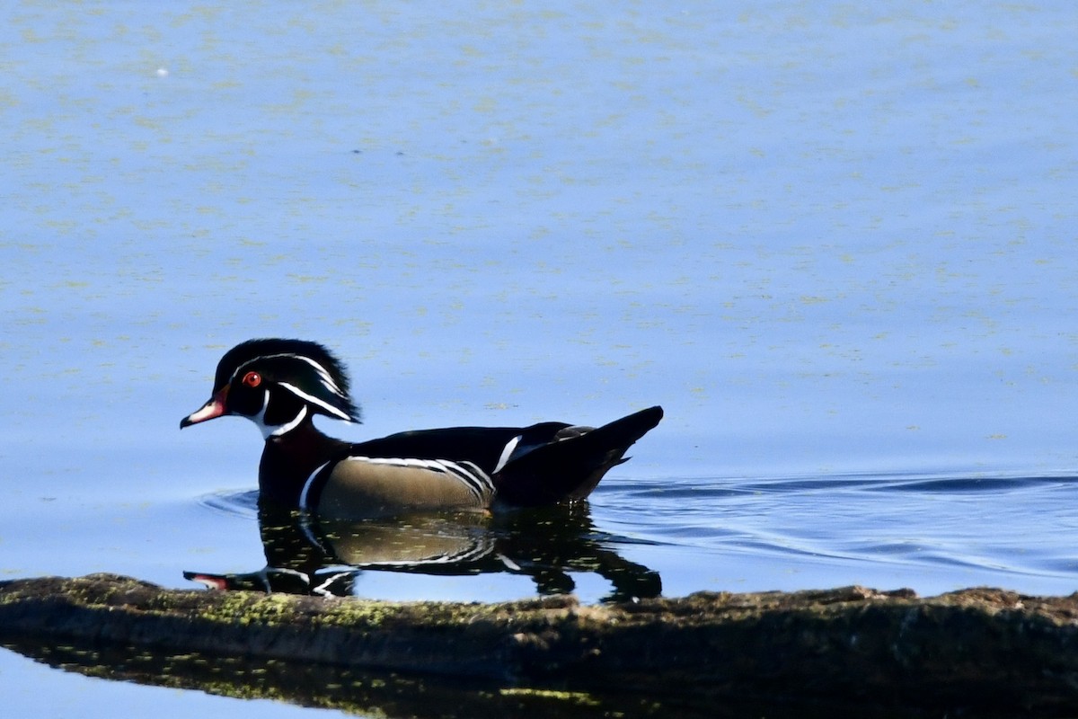 Wood Duck - ML643248368