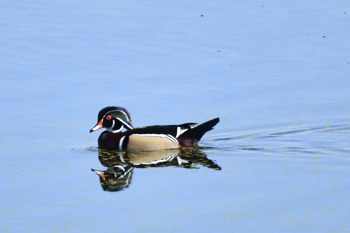 Wood Duck - ML643248369