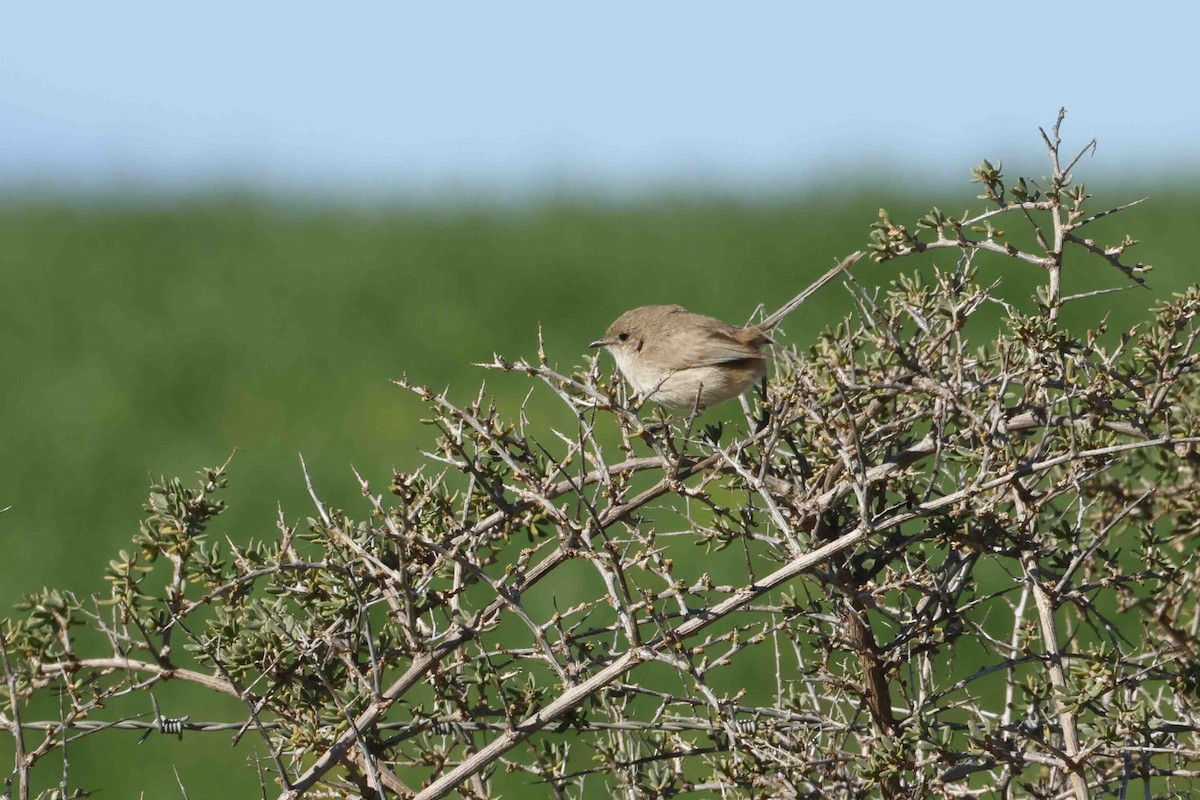 Mérion leucoptère - ML643248378