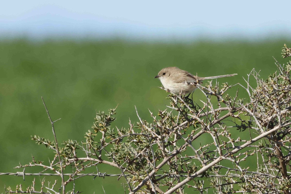Mérion leucoptère - ML643248379