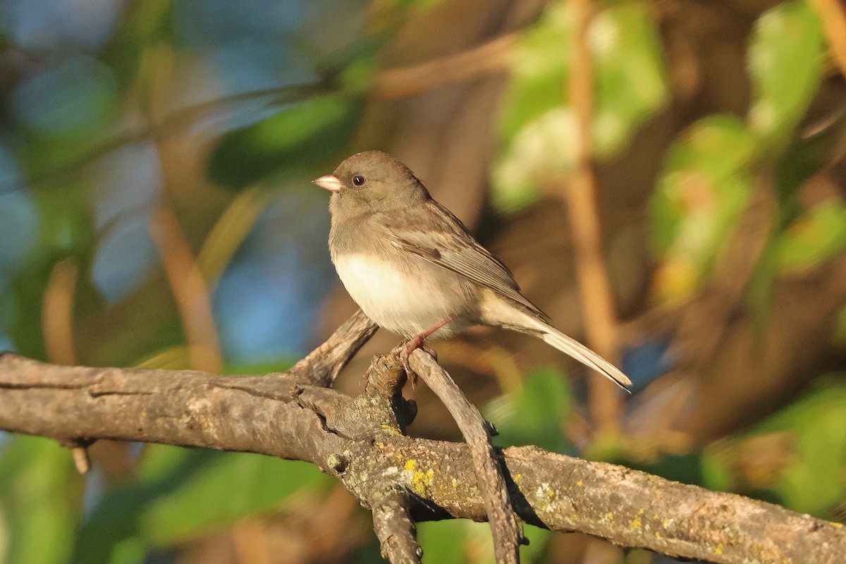 Dark-eyed Junco (Slate-colored) - ML643248385