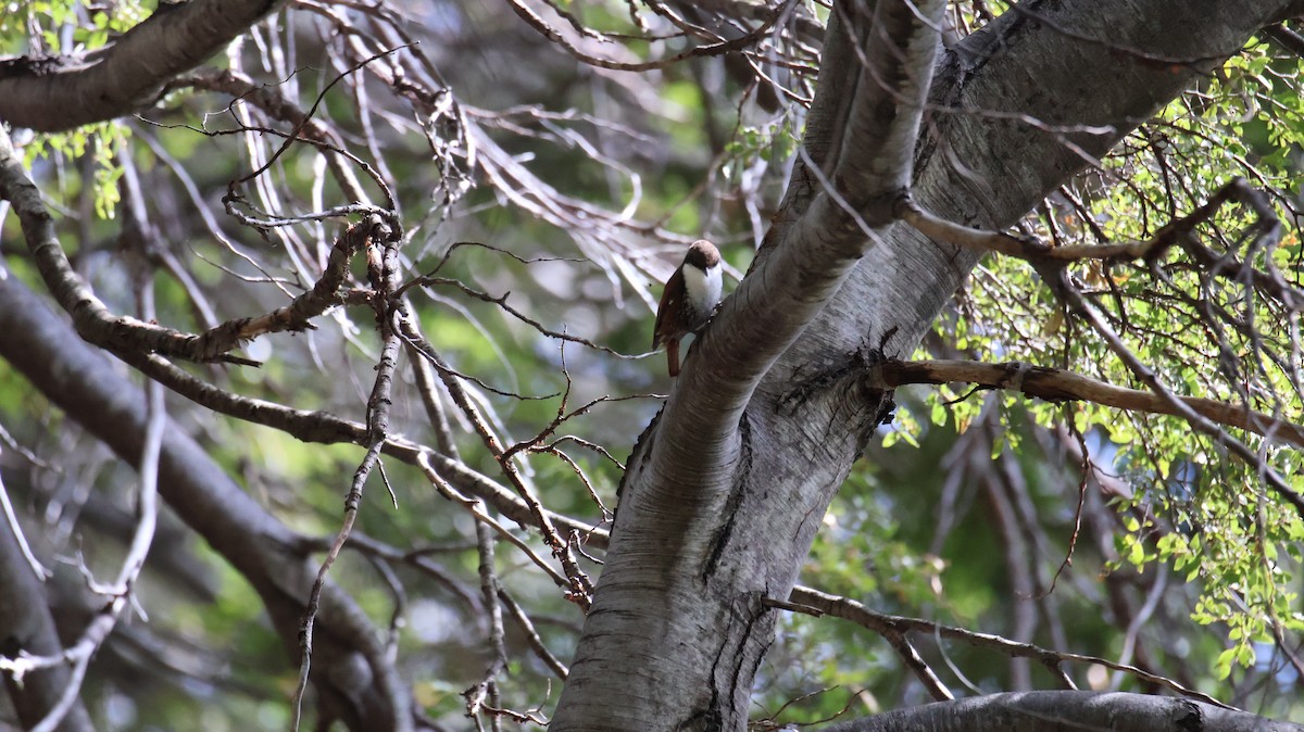 White-throated Treerunner - ML643248399