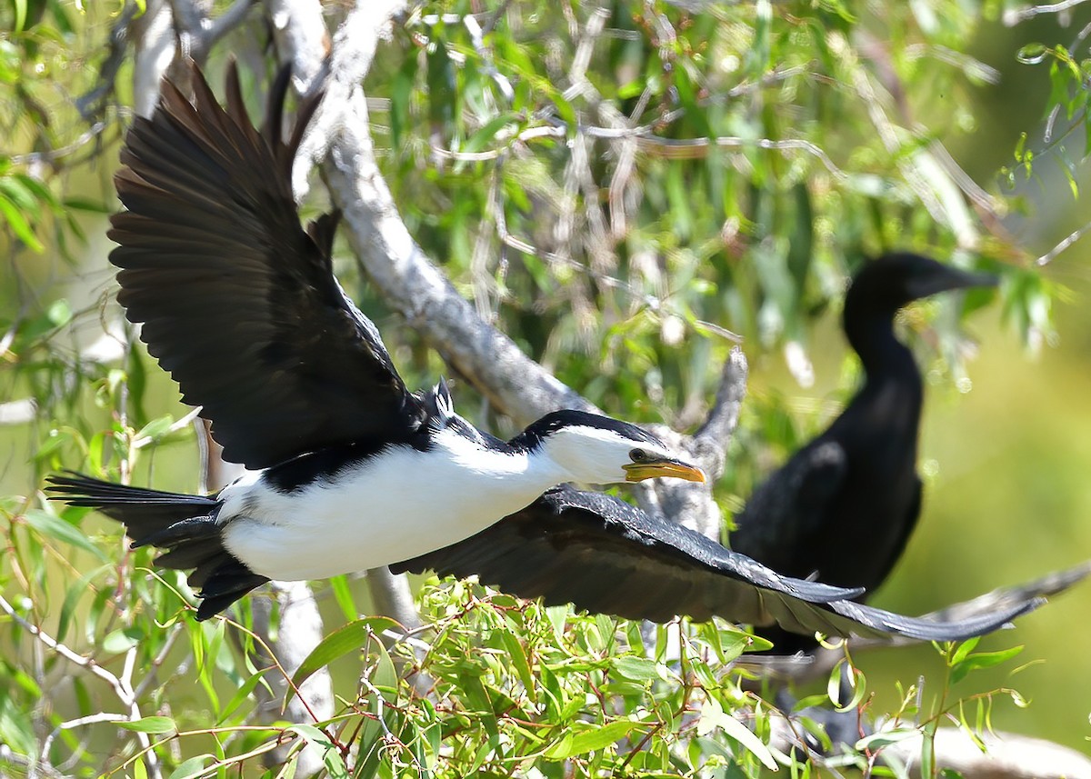 Little Pied Cormorant - ML643248416