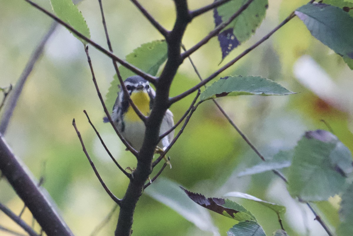 Yellow-throated Warbler - ML643248419