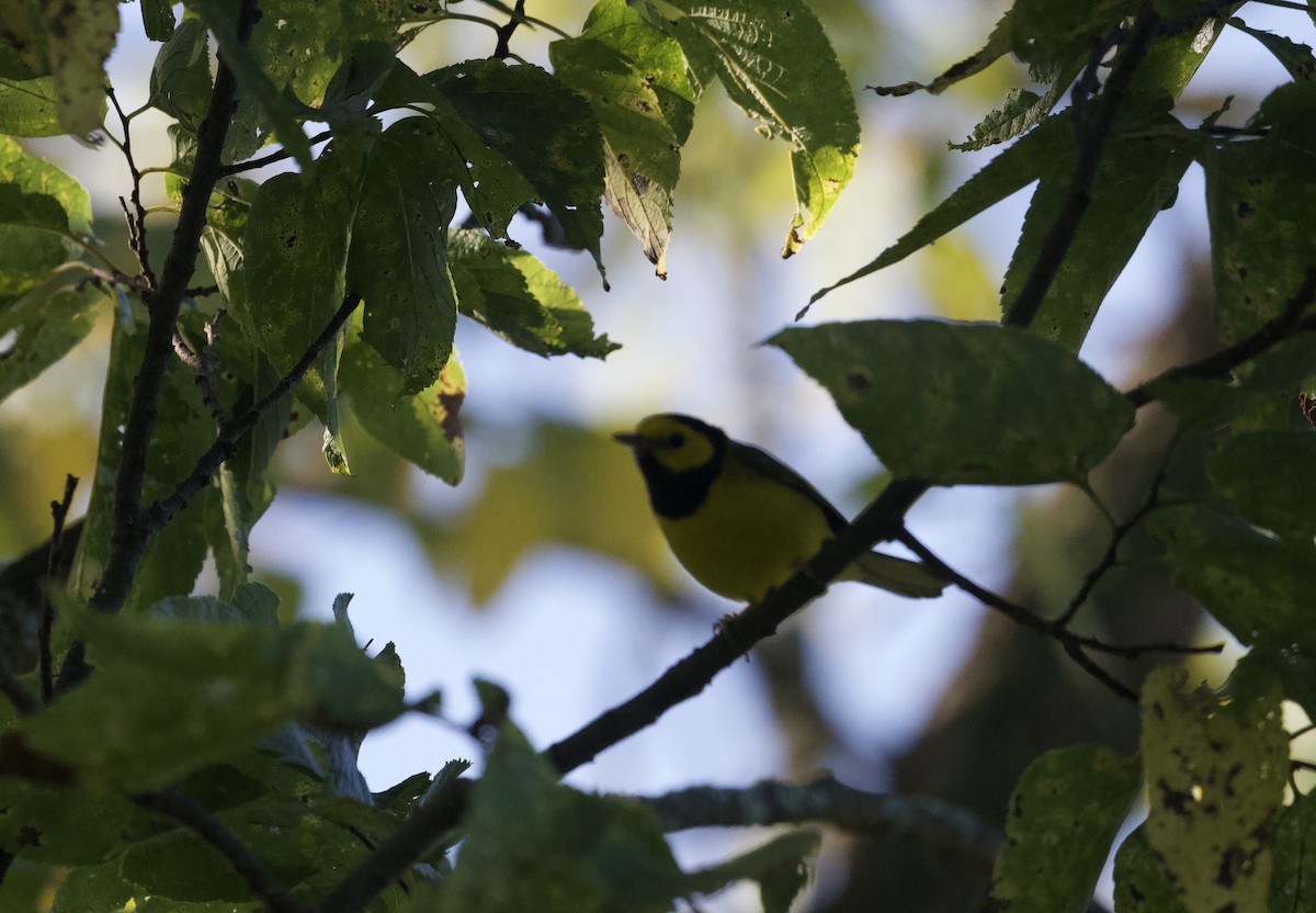 Hooded Warbler - ML643248427