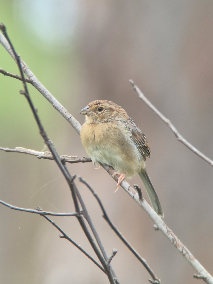 Bachman's Sparrow - ML643248437