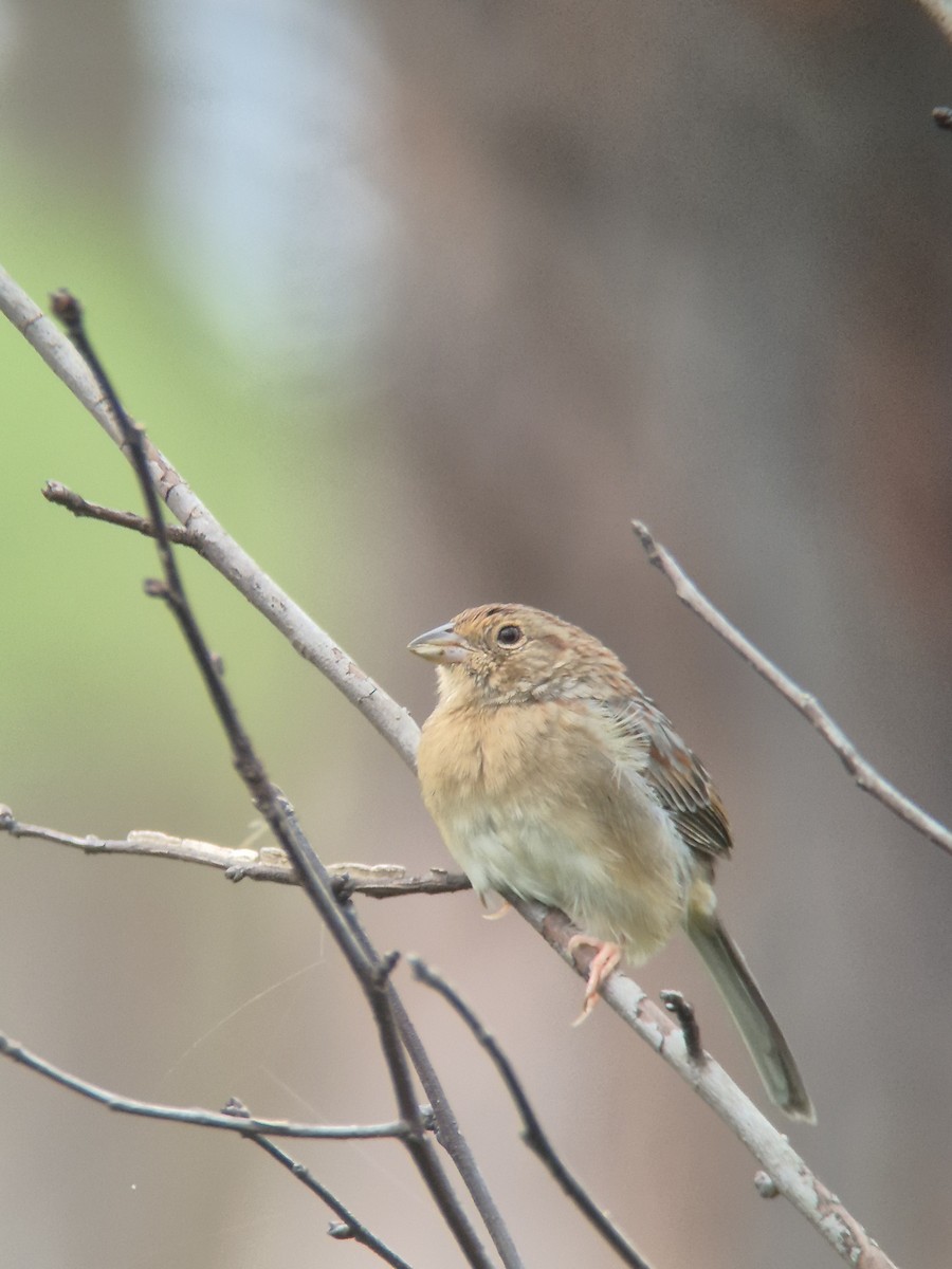 Bachman's Sparrow - ML643248438