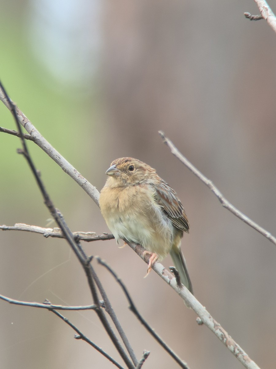 Bachman's Sparrow - ML643248439