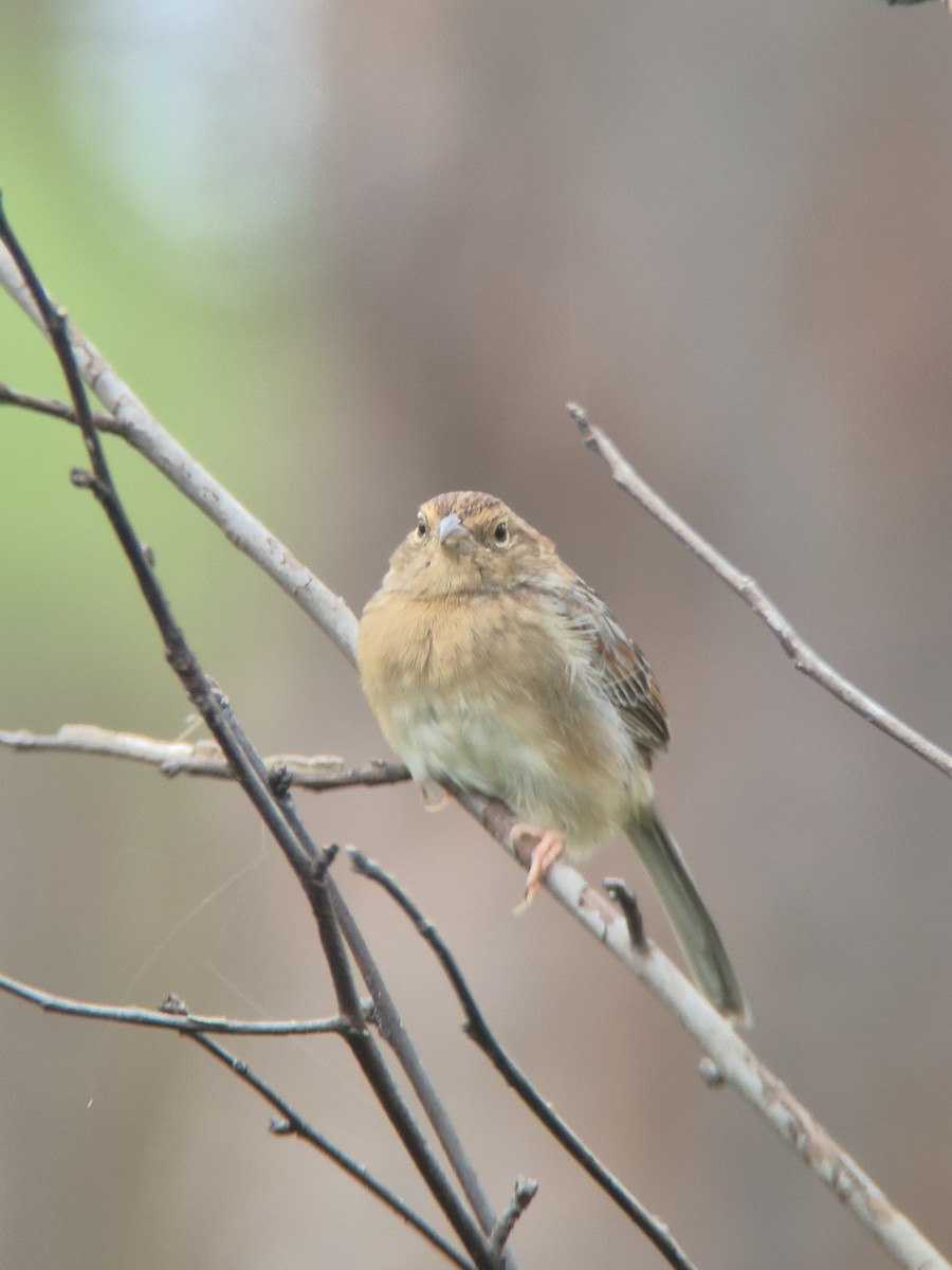 Bachman's Sparrow - ML643248440