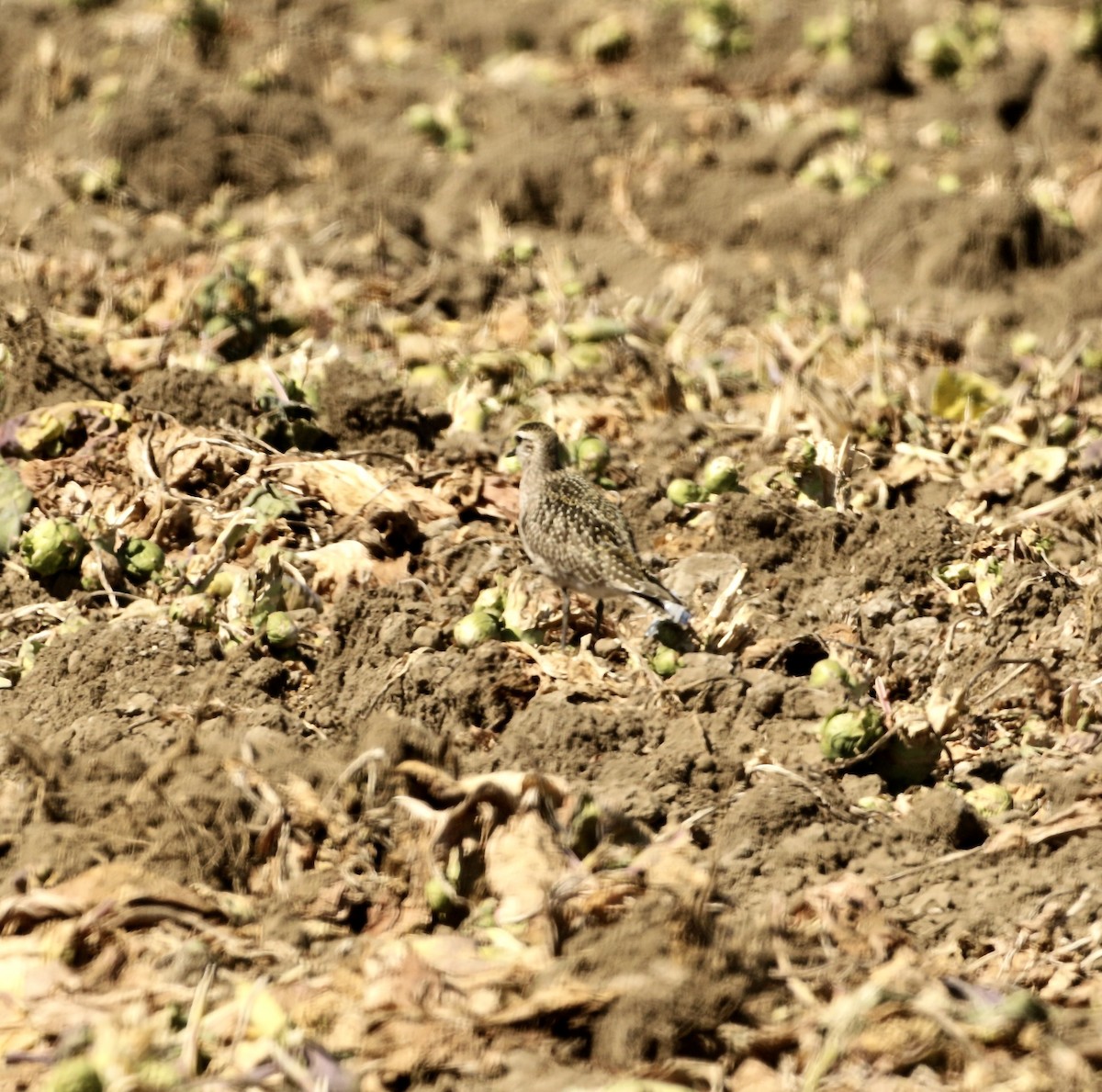 American Golden-Plover - ML643248442
