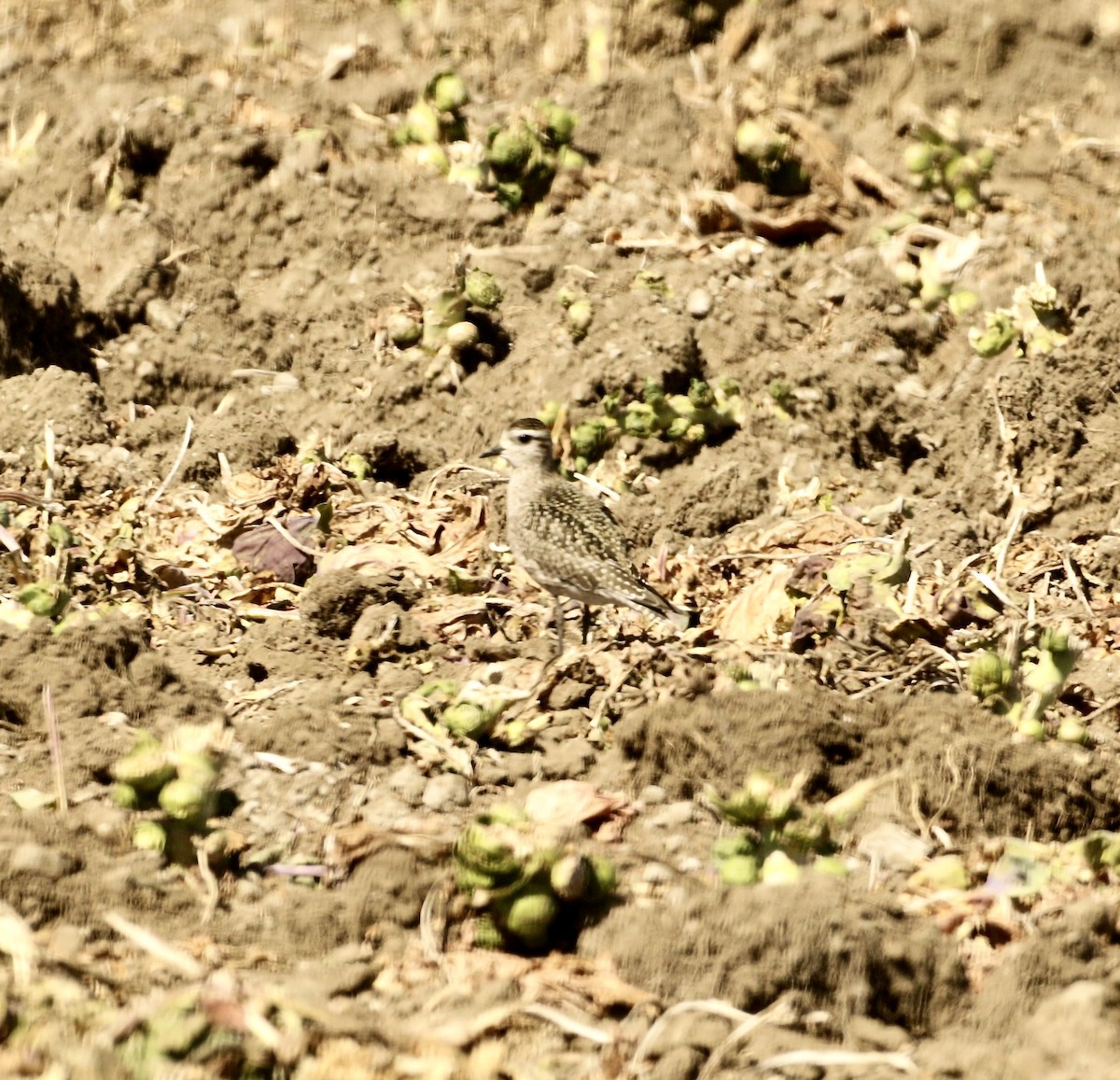 American Golden-Plover - ML643248444