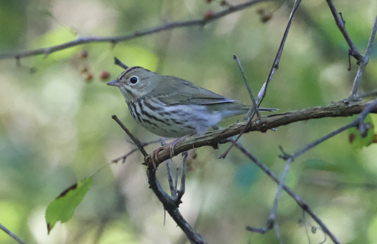 Ovenbird - ML643248445