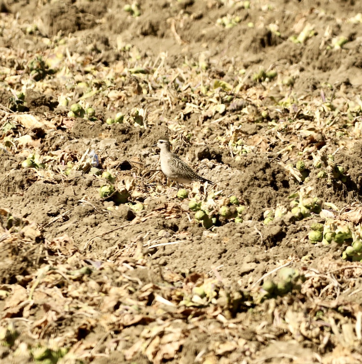 American Golden-Plover - ML643248455