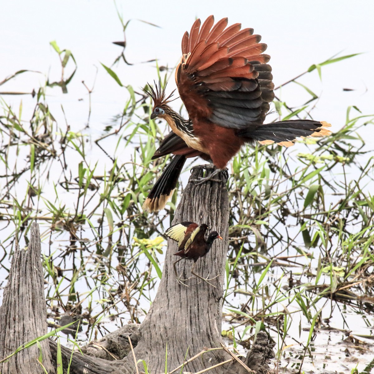 Wattled Jacana - ML643248463