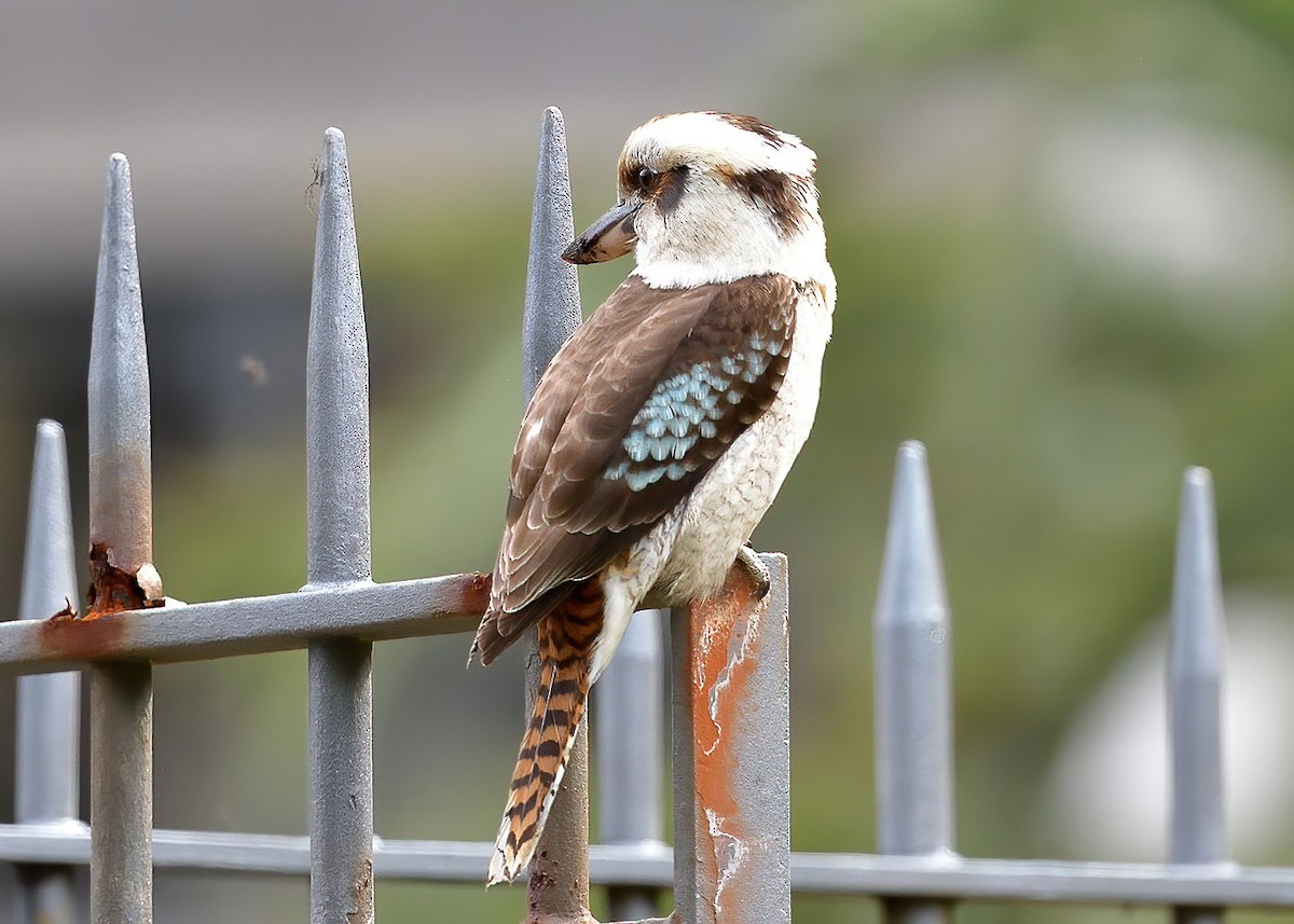 Laughing Kookaburra - ML643248467