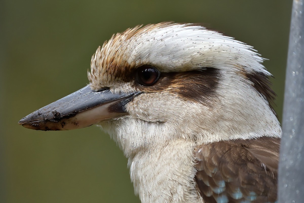 Laughing Kookaburra - ML643248468