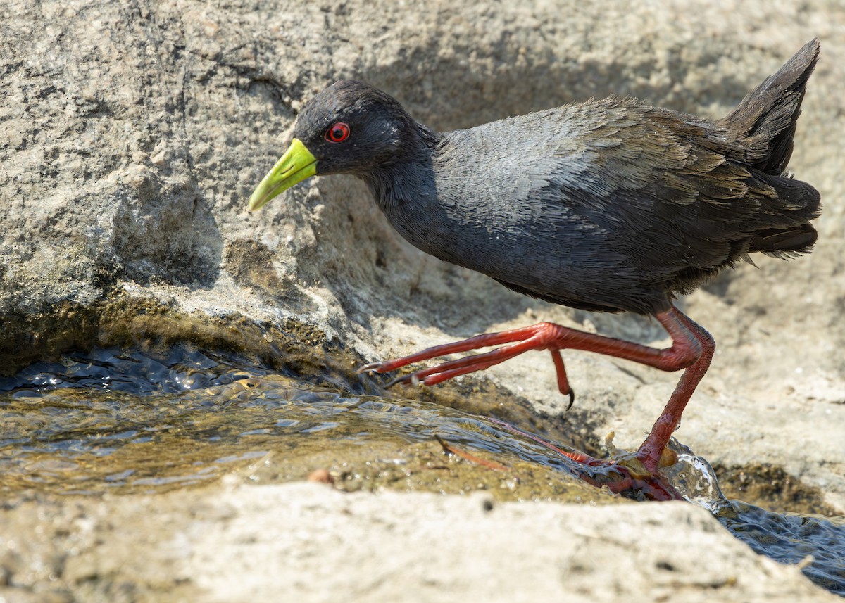 Black Crake - ML643248470