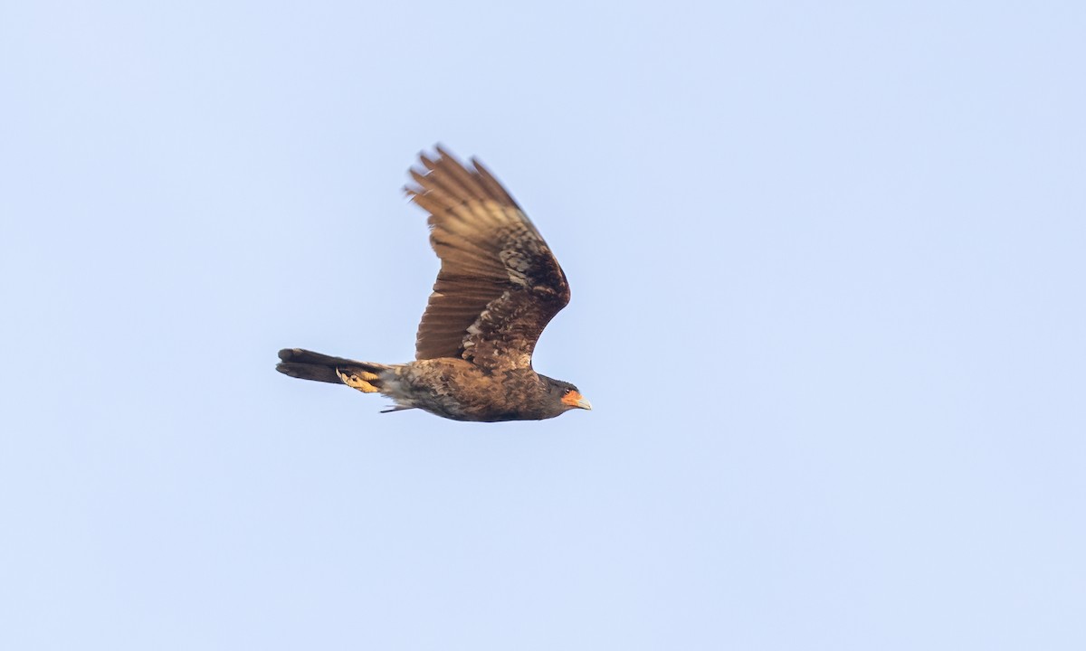 Mountain Caracara - ML643248482