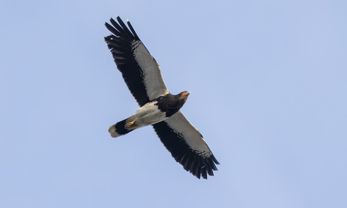 Mountain Caracara - ML643248483