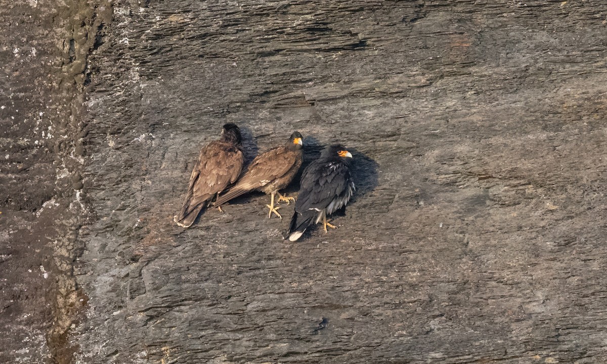 Mountain Caracara - ML643248484