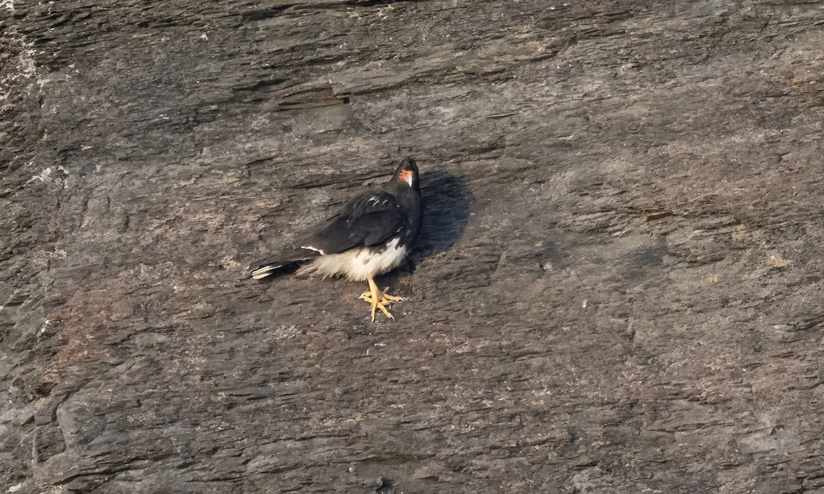 Mountain Caracara - ML643248485