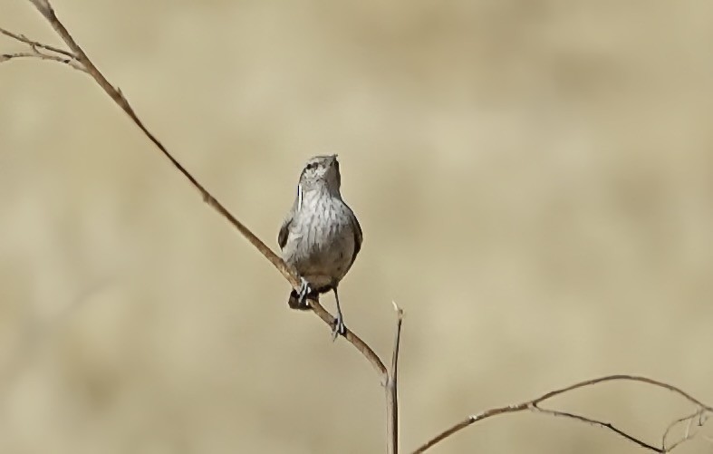 Rock Wren - ML643248489