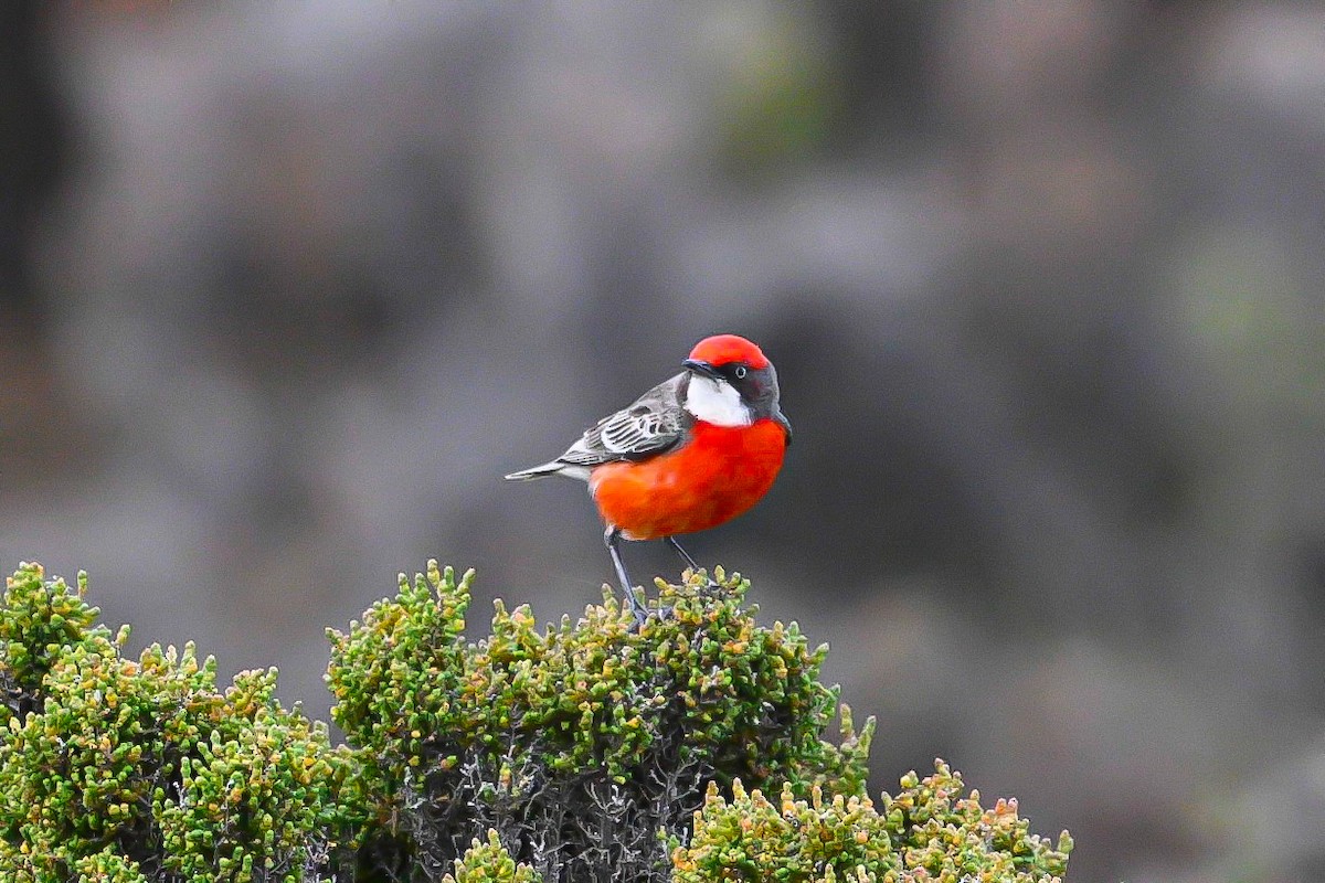 Crimson Chat - ML643248495