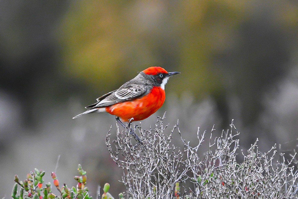 Crimson Chat - ML643248496