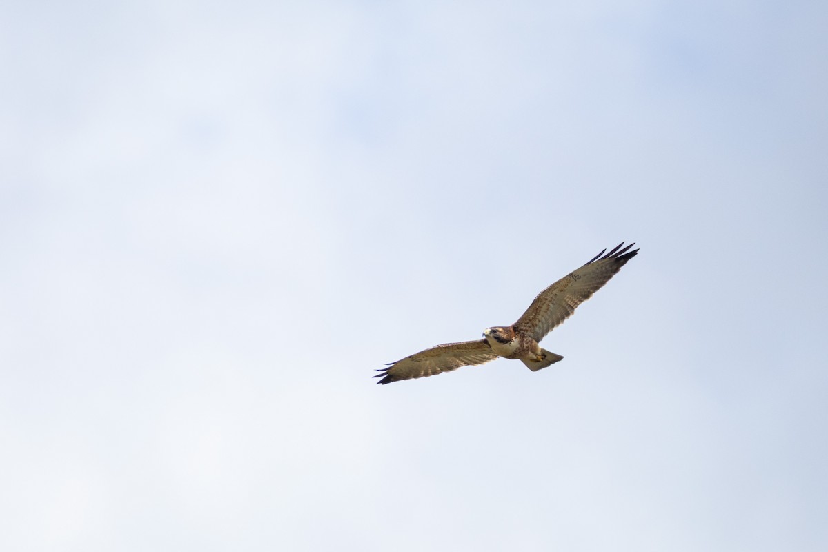 Variable Hawk (Variable) - ML643248514