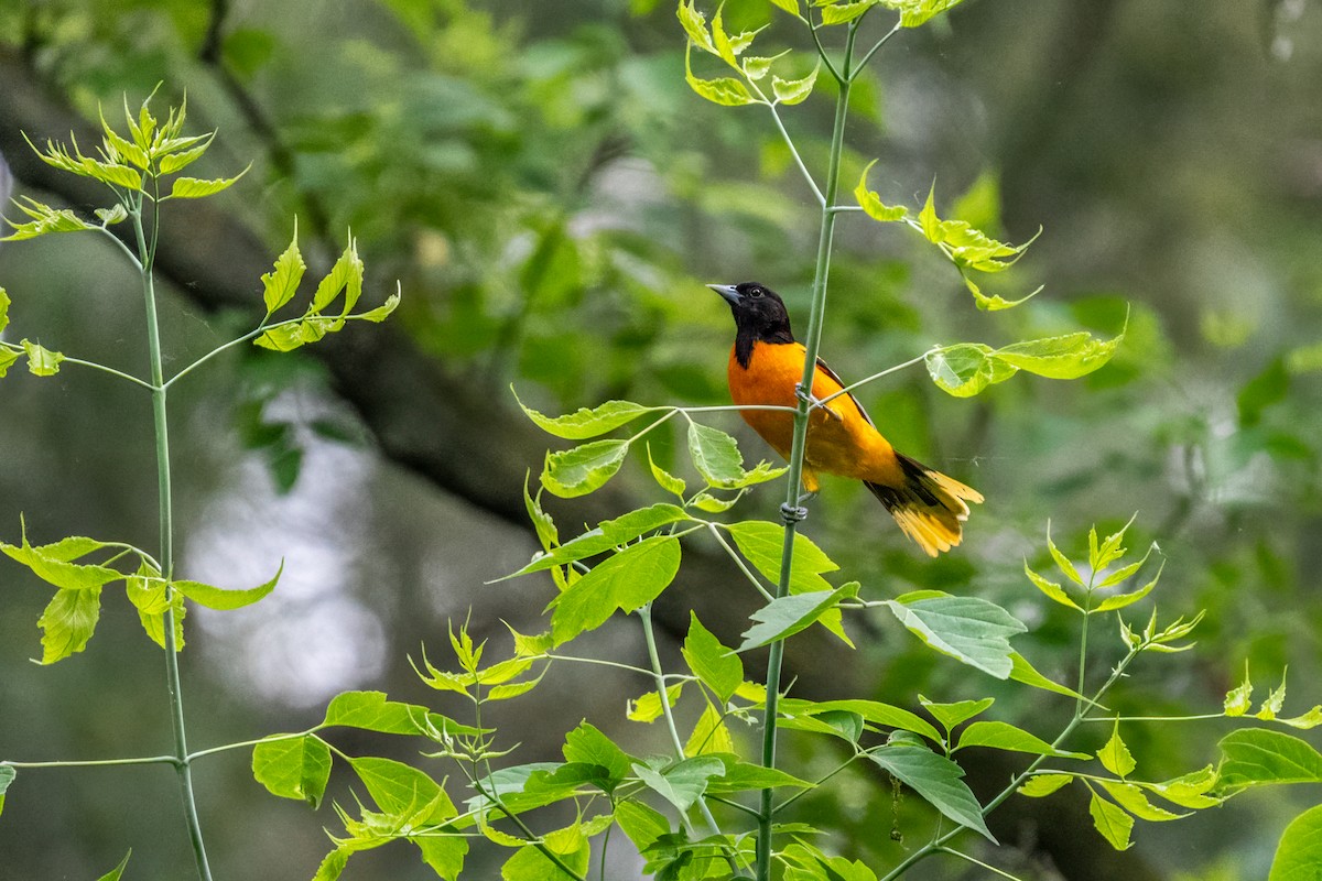 Baltimore Oriole - ML643248516