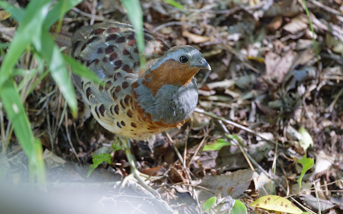Chinese Bamboo-Partridge - ML643248517