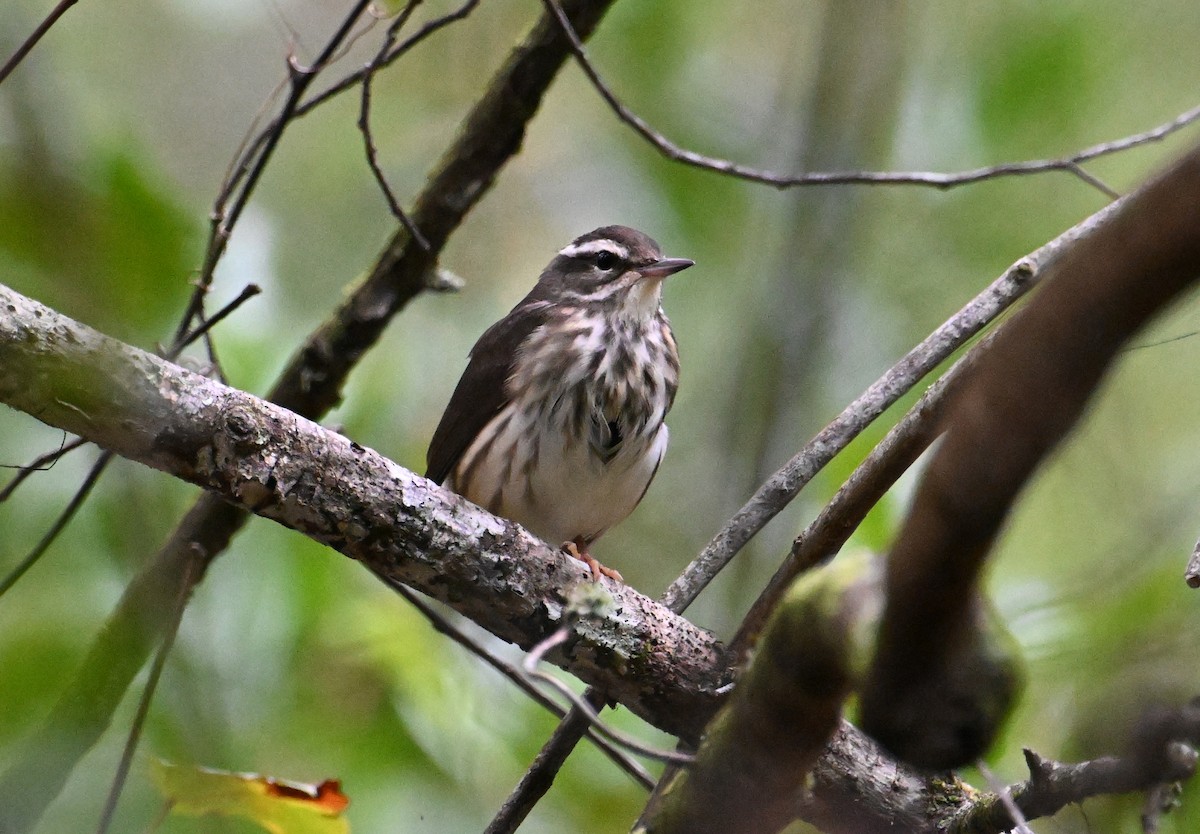 Louisiana Waterthrush - ML643248521