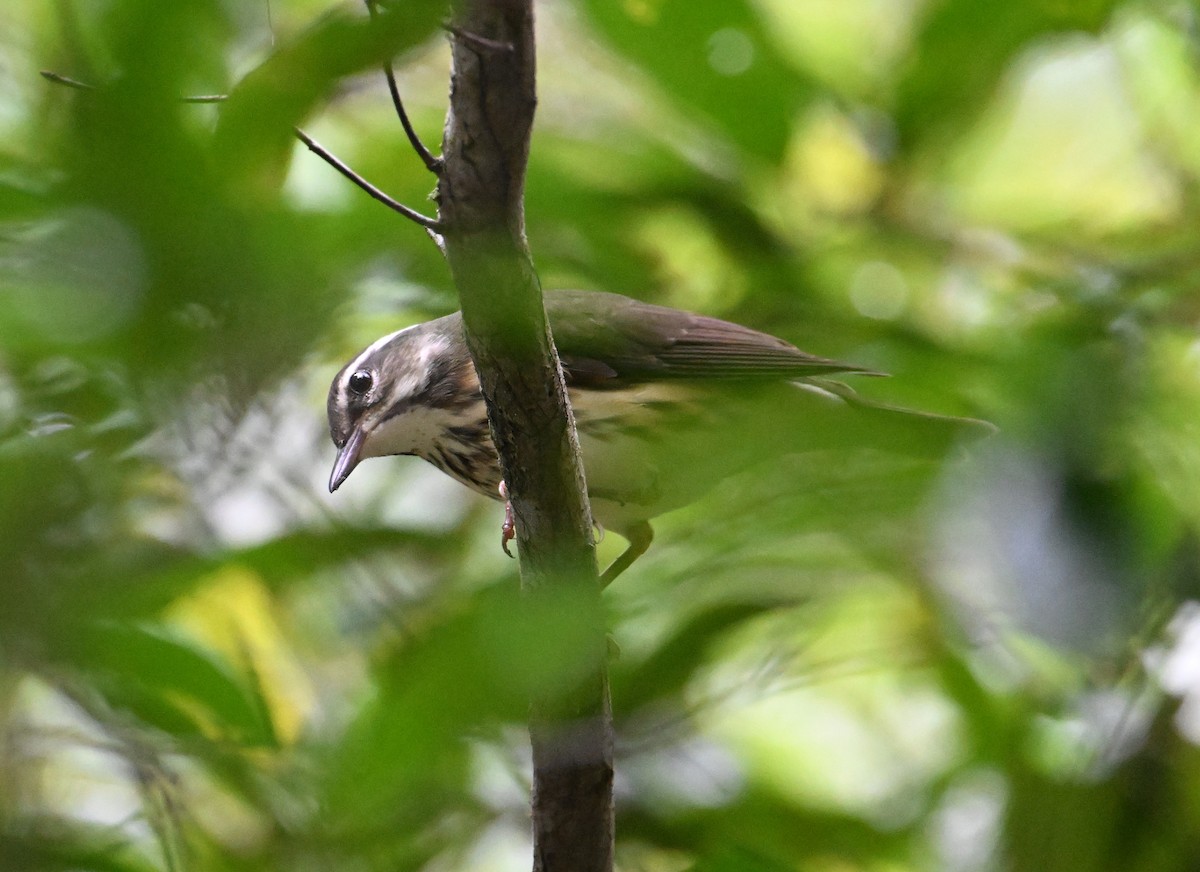 Louisiana Waterthrush - ML643248522
