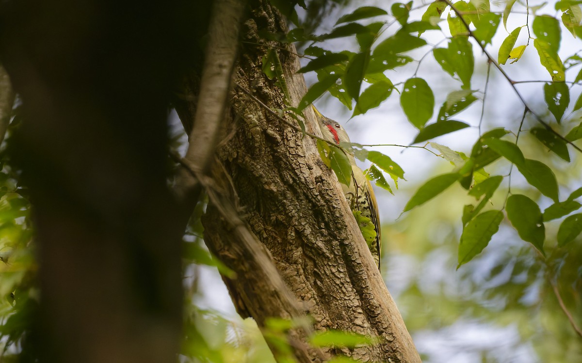 Japanese Woodpecker - ML643248524