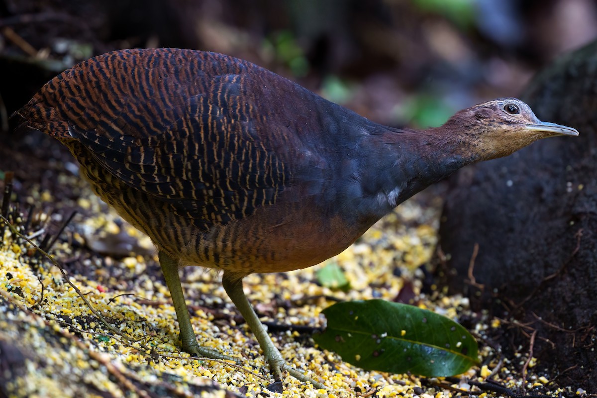 Yellow-legged Tinamou - ML643248534