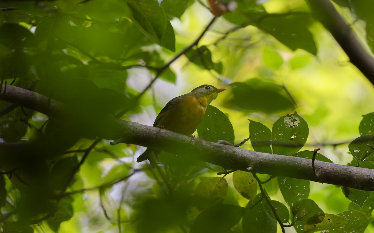 Red-billed Leiothrix - ML643248535