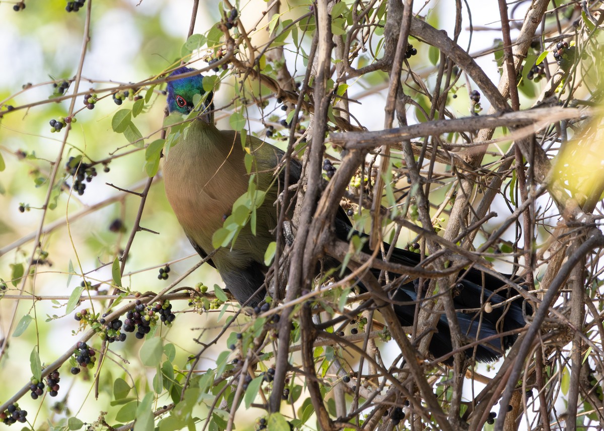Purple-crested Turaco - ML643248537