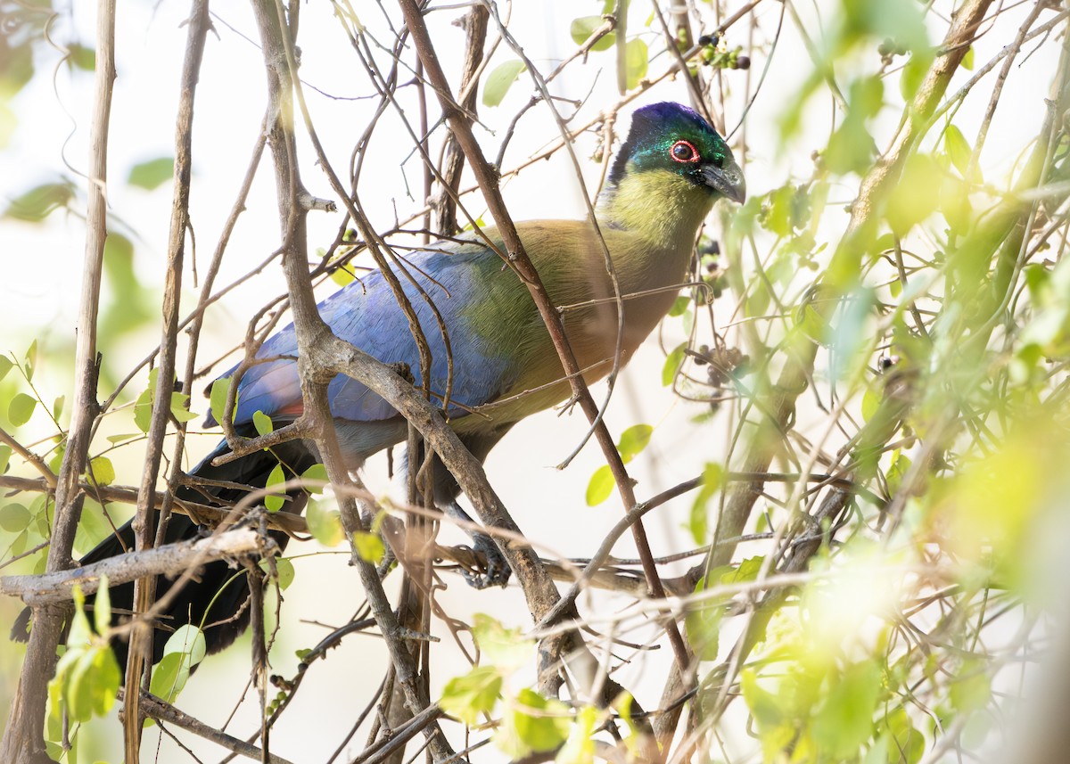 Purple-crested Turaco - ML643248538