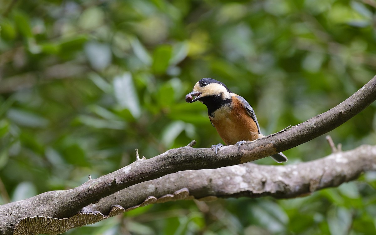 Varied Tit - ML643248541